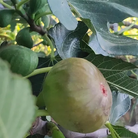 R Luxury Piscine Et Privatifs بيت للعطل