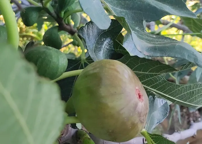 R Luxury Piscine Et Privatifs 度假居